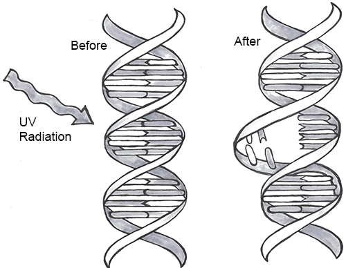 UV radiation damages nucleotides in DNA.