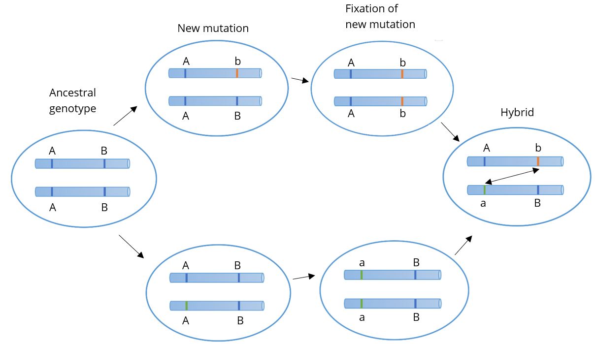 Dobzhansky-Muller Model producing hybrids with incompatible mutations. See caption for image details.