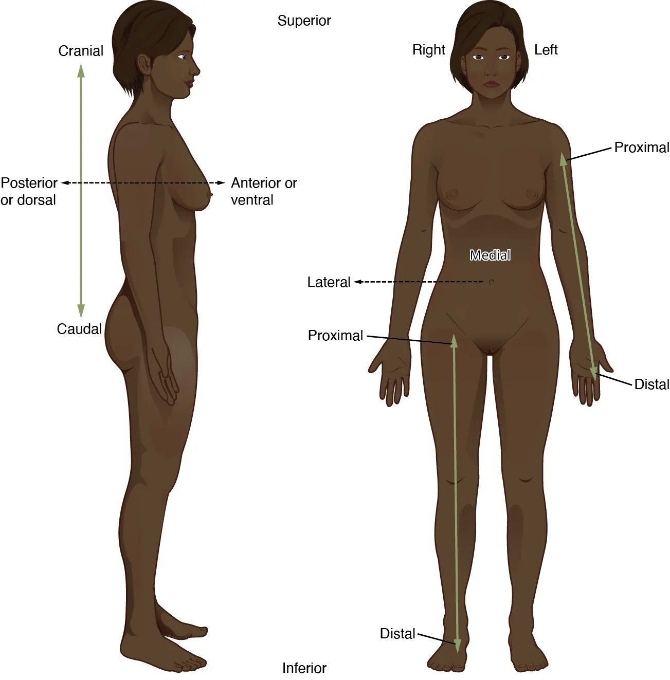 Front and side view of person; arrows show directional terms.
