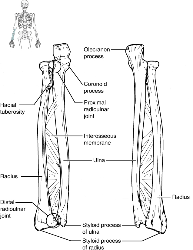 Anterior and posterior views of radius and ulna in articulation.