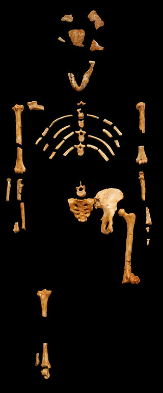 A partial skeleton includes bones of the cranium, mandible, and postcranium.