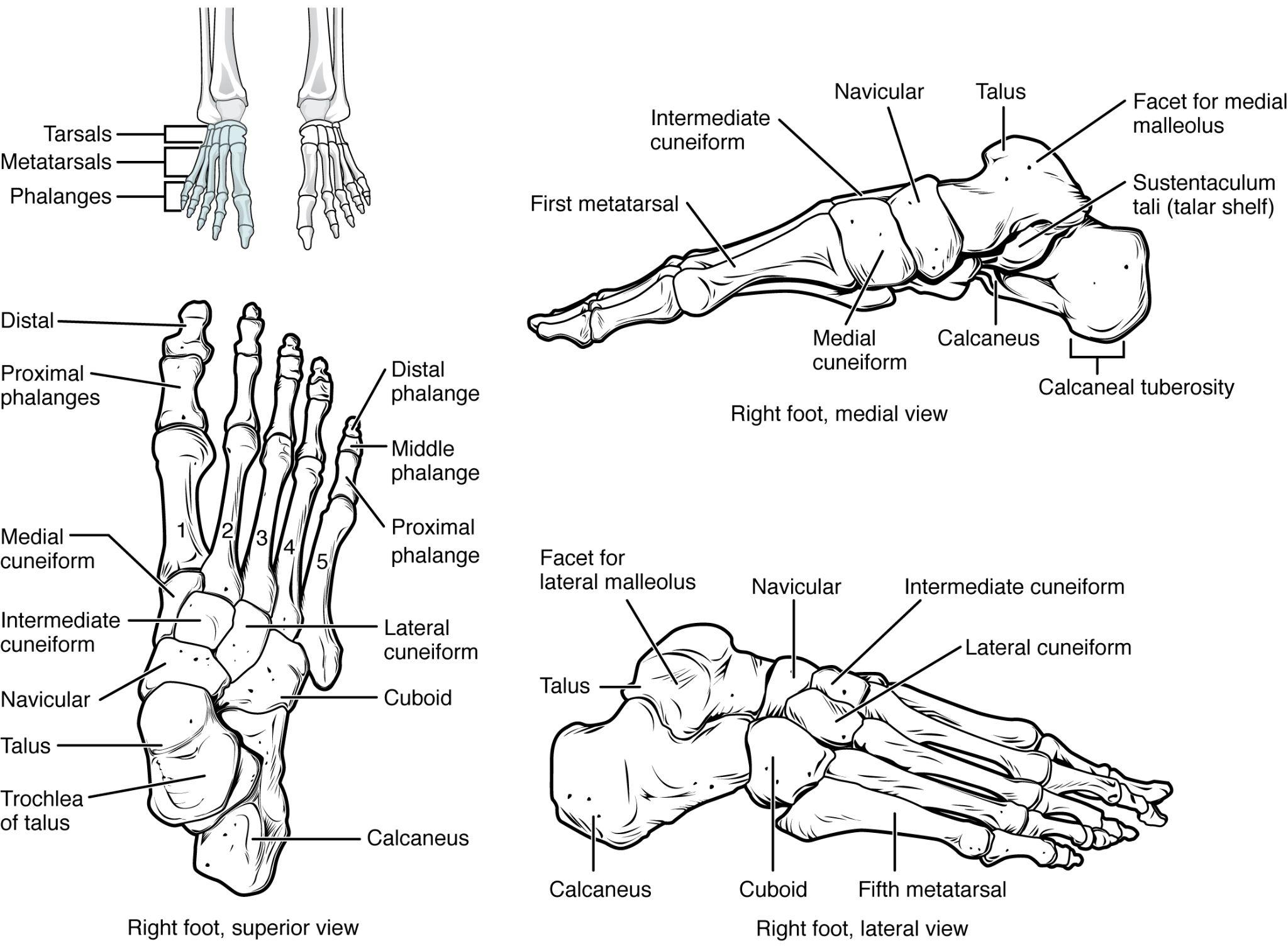 Foot bones in articulation, in superior, medial, and lateral views.