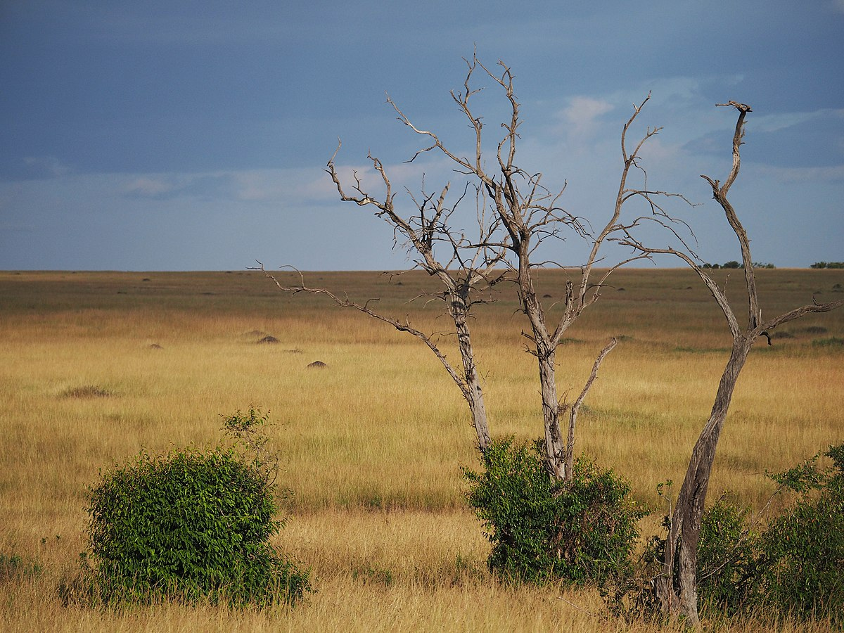 Photograph showing a dry, open savannah environment.