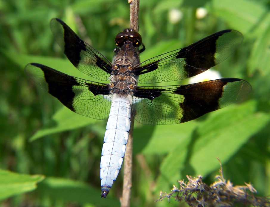 A male dragonfly with a light blue body, transparent wings, and black markings rests on a twig.
