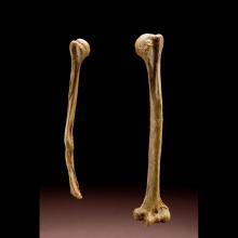 Neaderthal right and left humerus. The right humerus is withered looking.