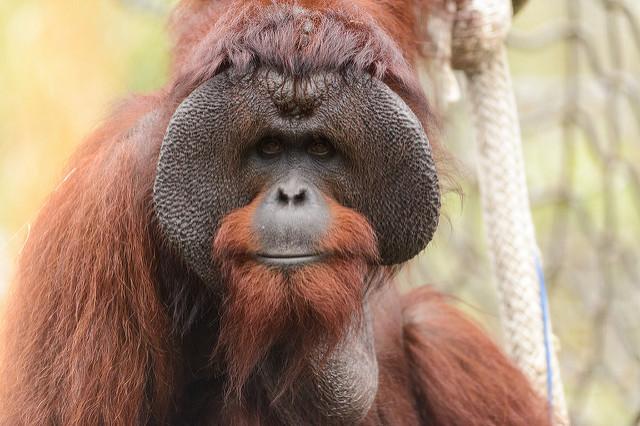 A male Bornean orangutan with large padded cheeks.