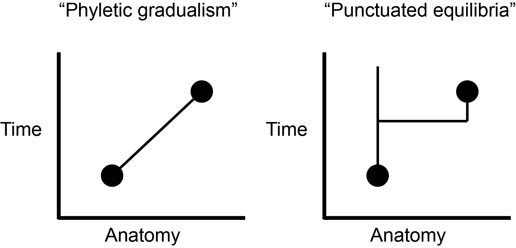 Two graphs contrast phyletic gradualism and punctuated equilibria.