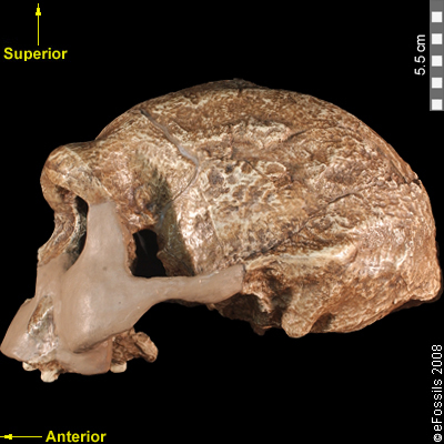 Lateral view of skull with large brow ridges.