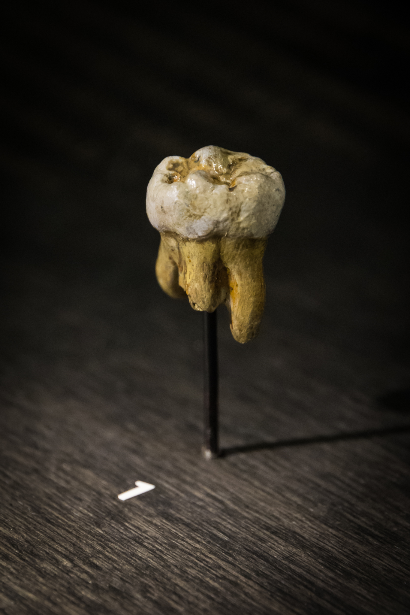 Molar tooth with wear, large surface area, and large roots.