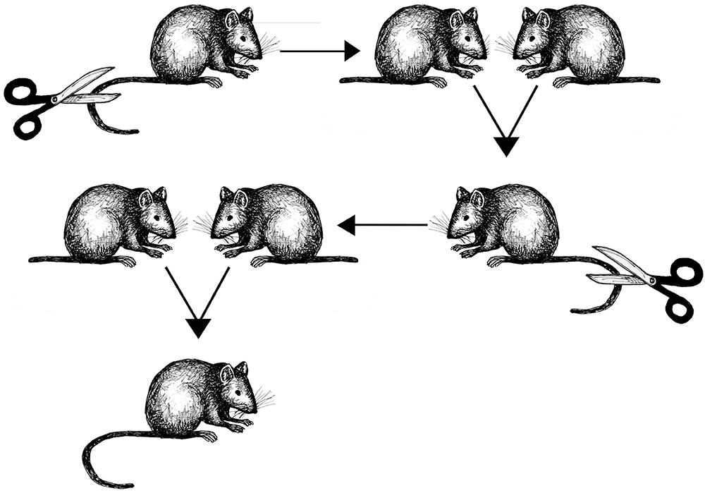 Mice with cut-off ails breed healthy offspring with full length tails.