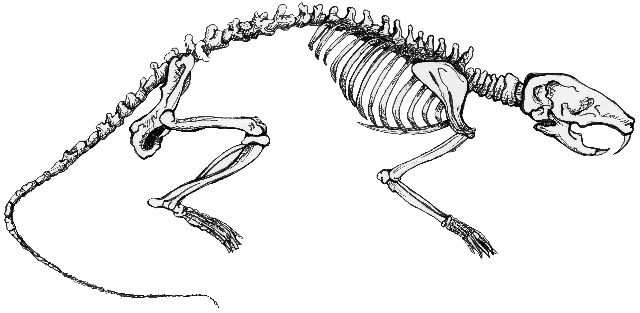 Side-view of a mouse skeleton.