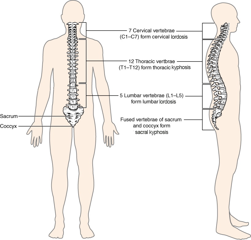 Person with vertebral column shows curvatures.