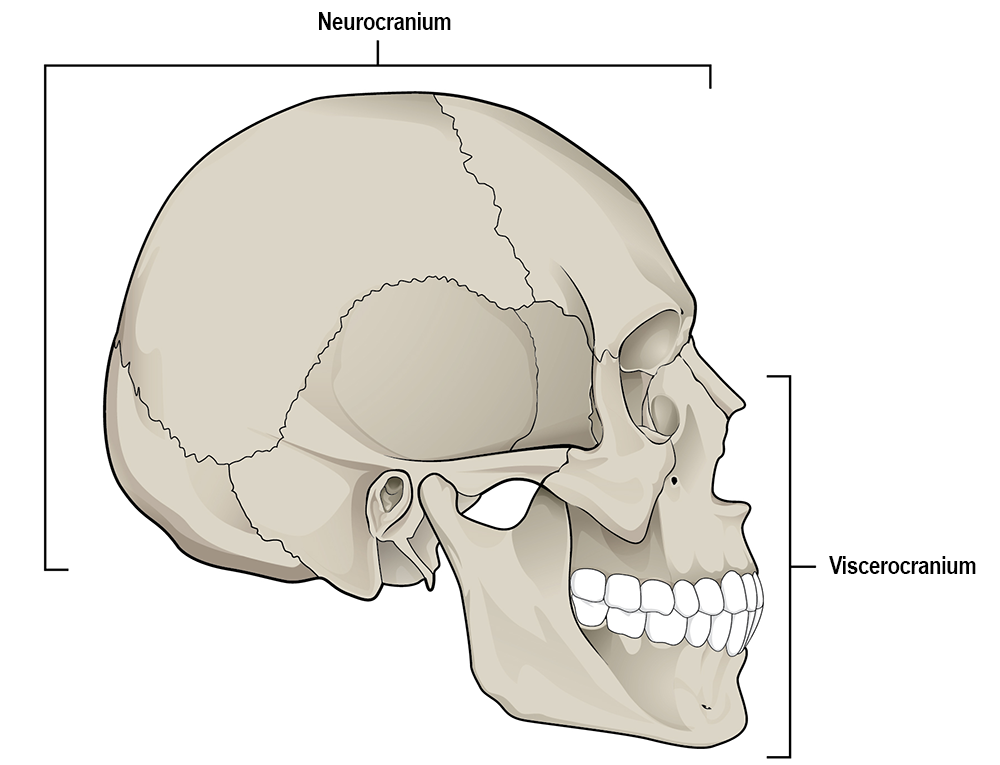 Lateral view of skull.