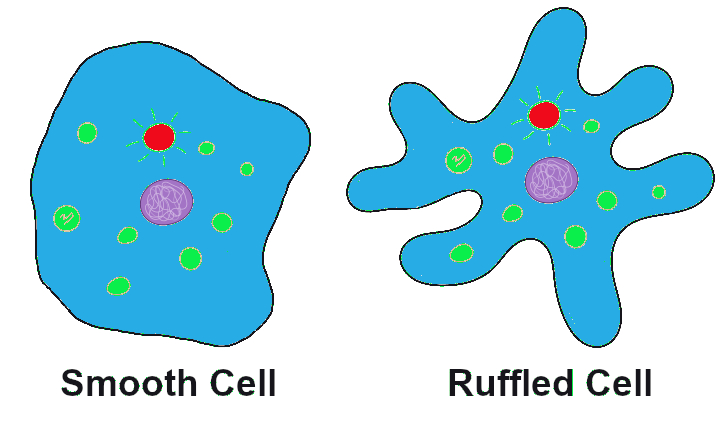 A smooth cell has a gently curving exterior surface, and a ruffled cell has undulating surface.