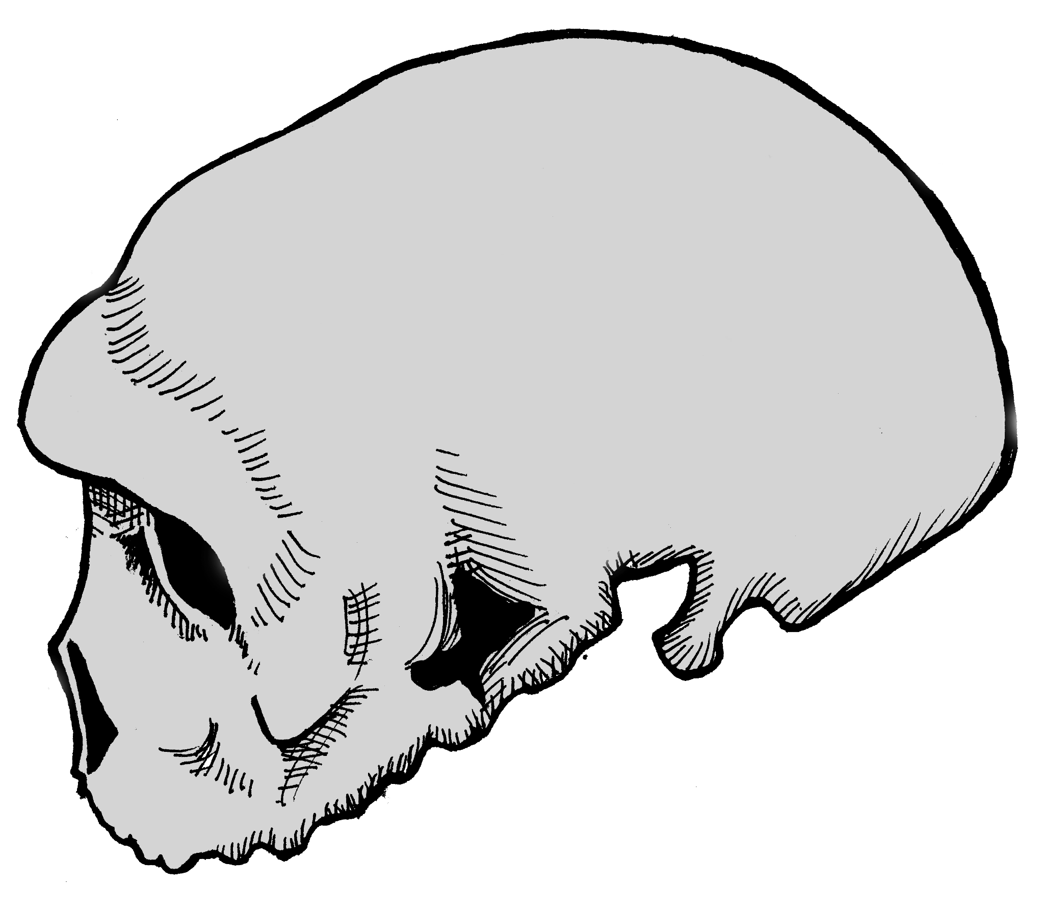 Side view of the Dali cranium.