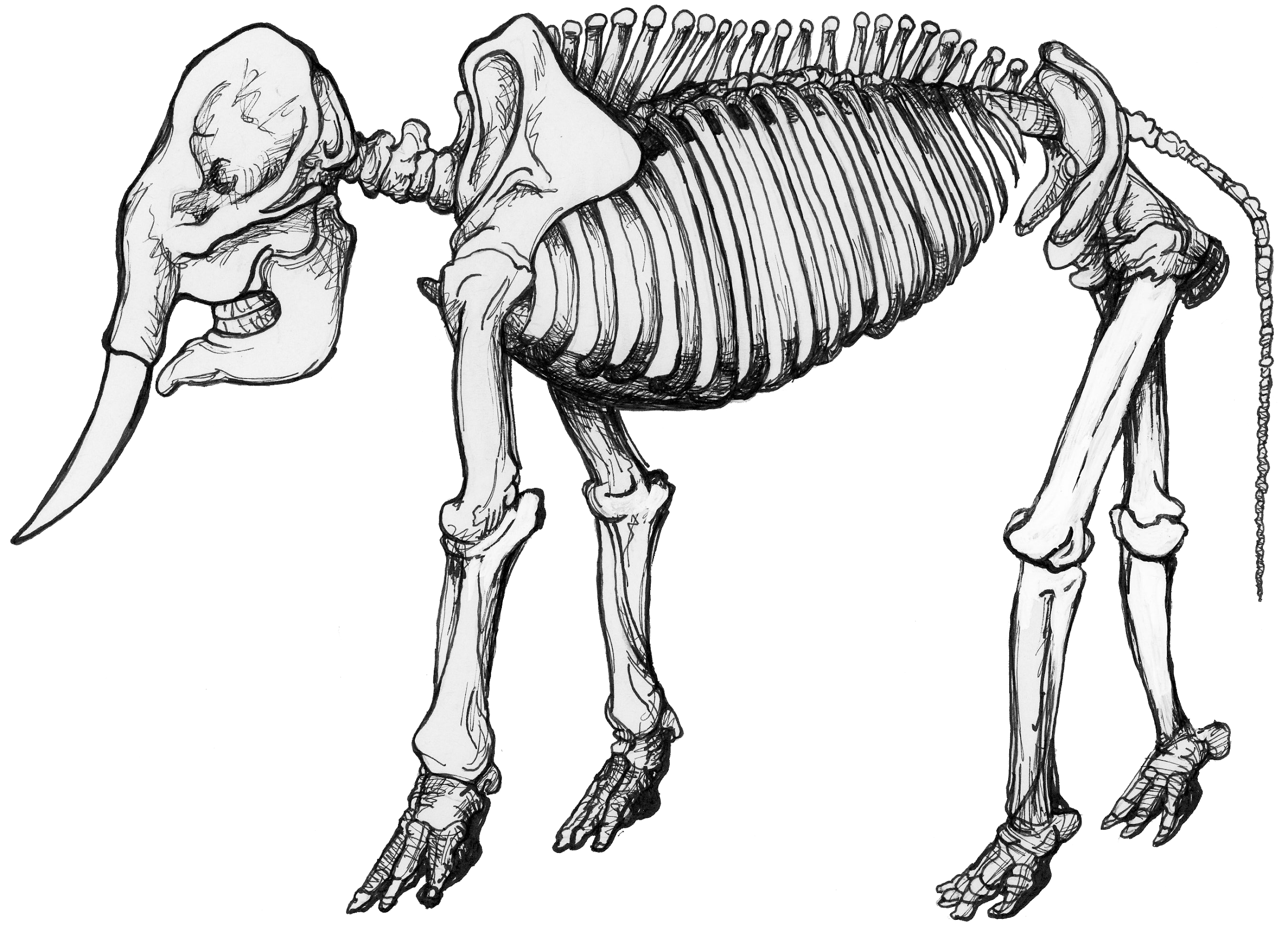 Side-view of an elephant skeleton.