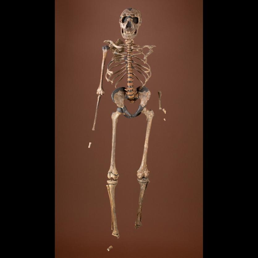 Front view of near-complete skeleton