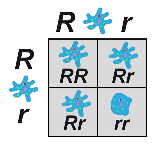 A Punnett square with ruffled and smooth cells.
