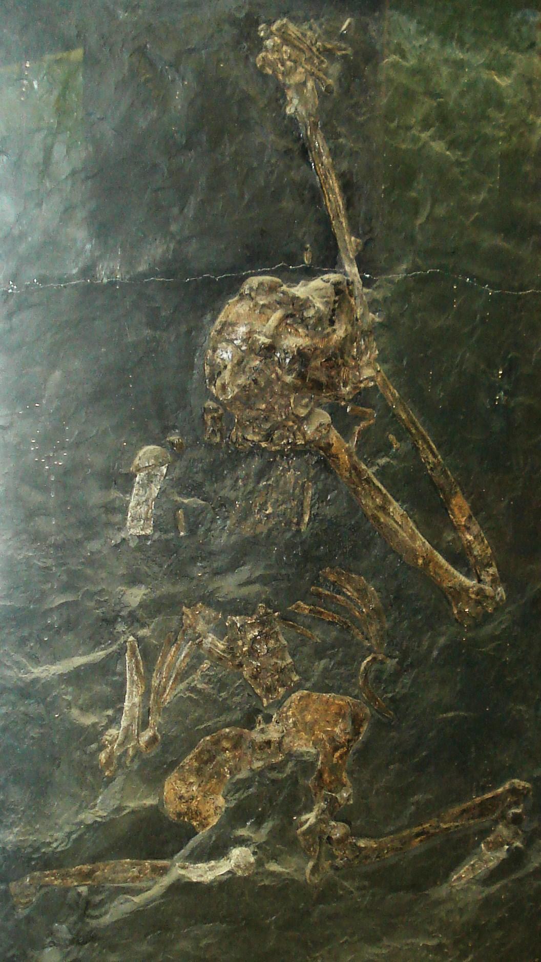 Posterior view of ancient ape skeleton.