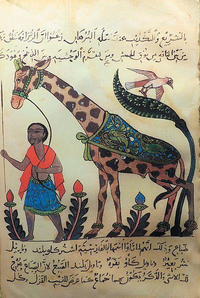 A person leading a giraffe on a leash, with text written in Arabic below.