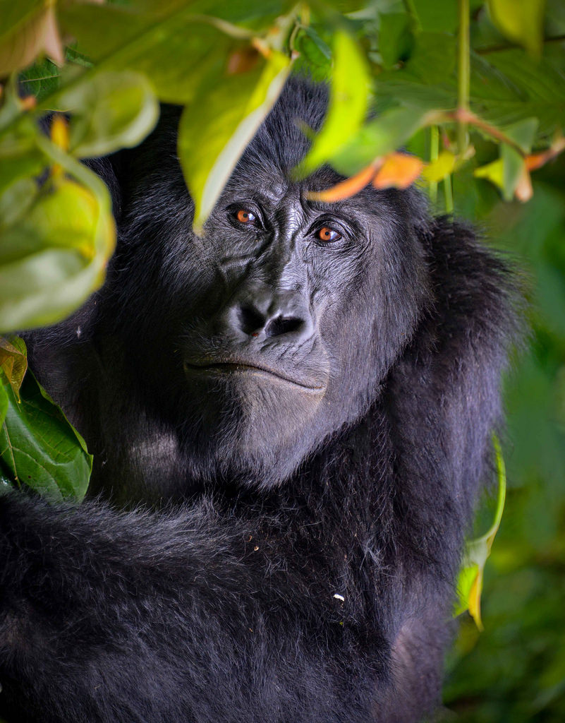 Male mountain gorilla peers through leaves.
