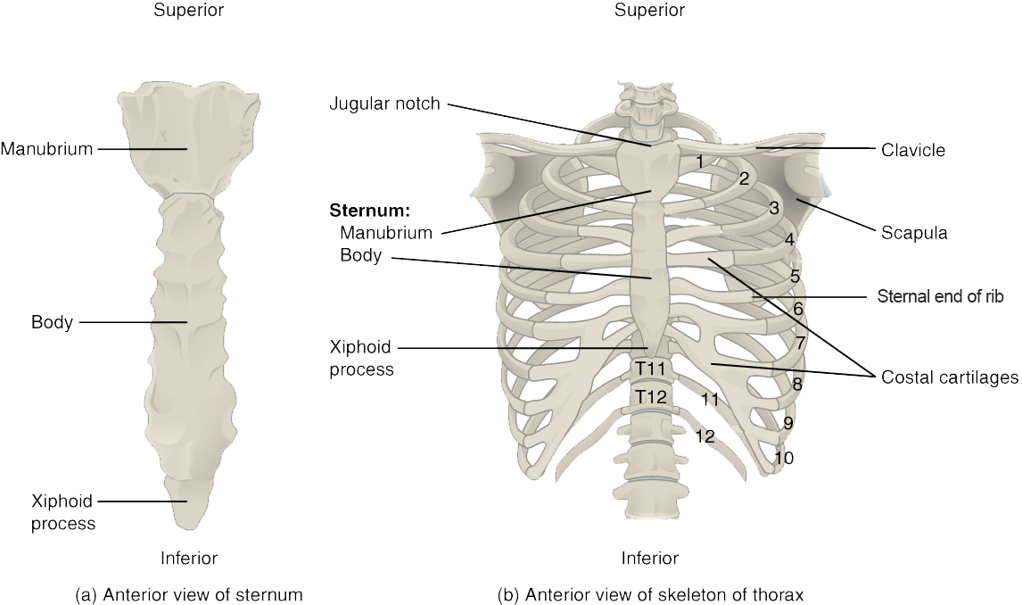 Anterior view of sternum. Thorax skeleton shows articulation of ribs to sternum.
