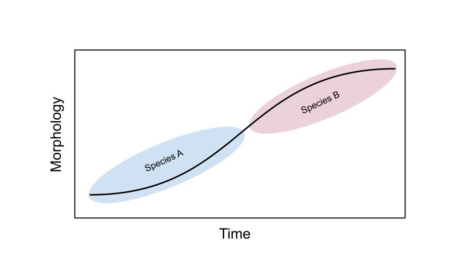 A graph shows a curved line depicting changes in morphology among two species over time.
