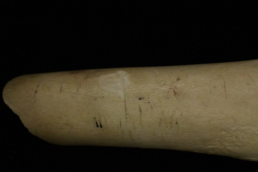 Thin vertical lines and cuts are visible along the bone.