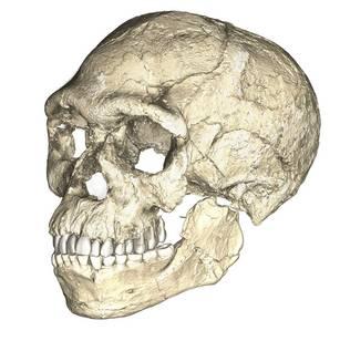 3D image of a human cranium with pronounced brow ridges.