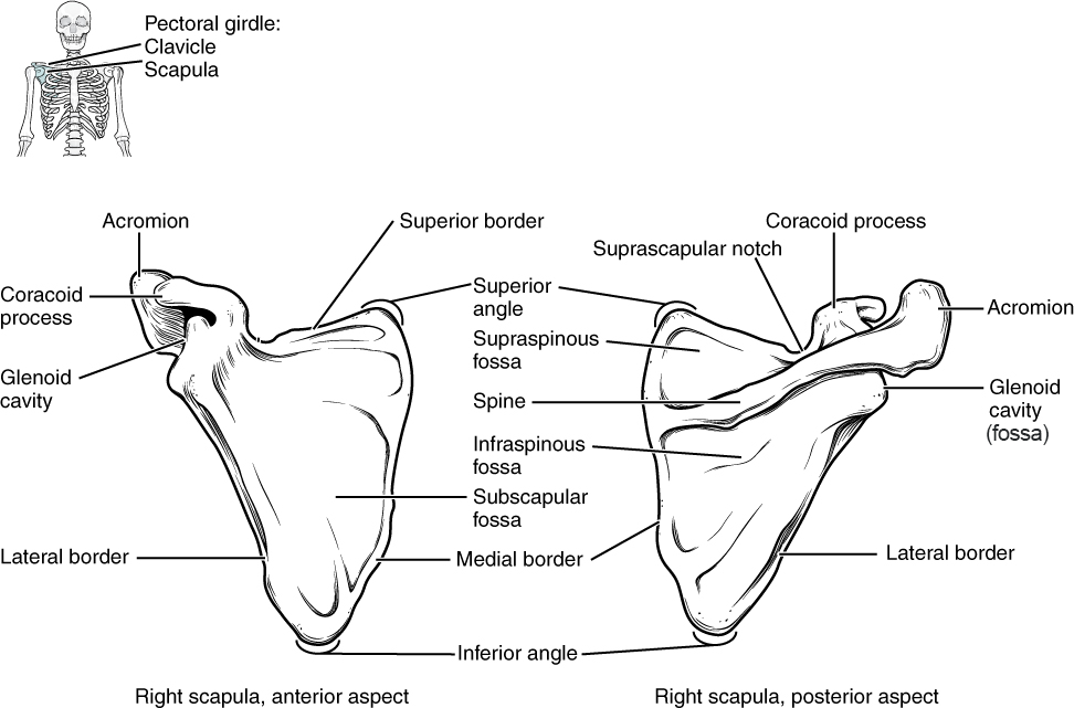 Labeled sketch of a scapula.