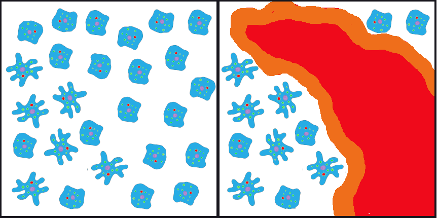 Ruffled and smooth cells experience population bottleneck when a lava flow divides the populations.