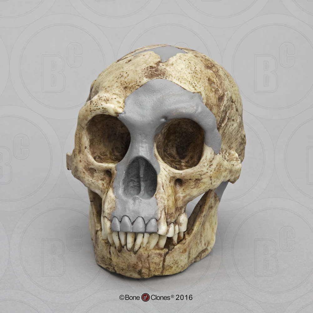Photograph of a gray and off-white cast Homo floresiensis skull.